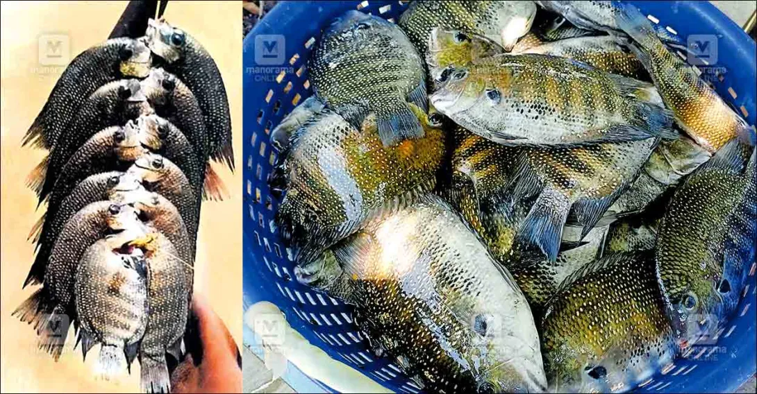 fish haunting