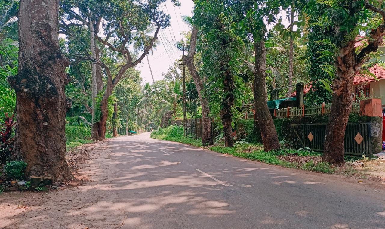പാറത്തോട് പൈതൃകമരം സംരക്ഷണം