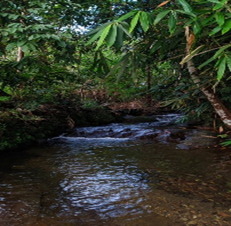 kadavupuzha