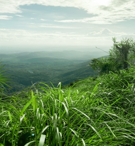 kolanimudi
