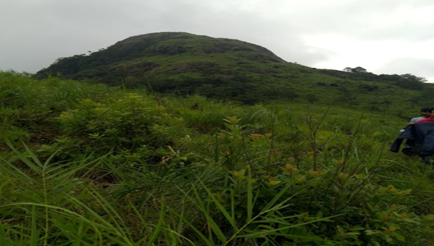 മേച്ചാല് വലകെട്ട് മുടി