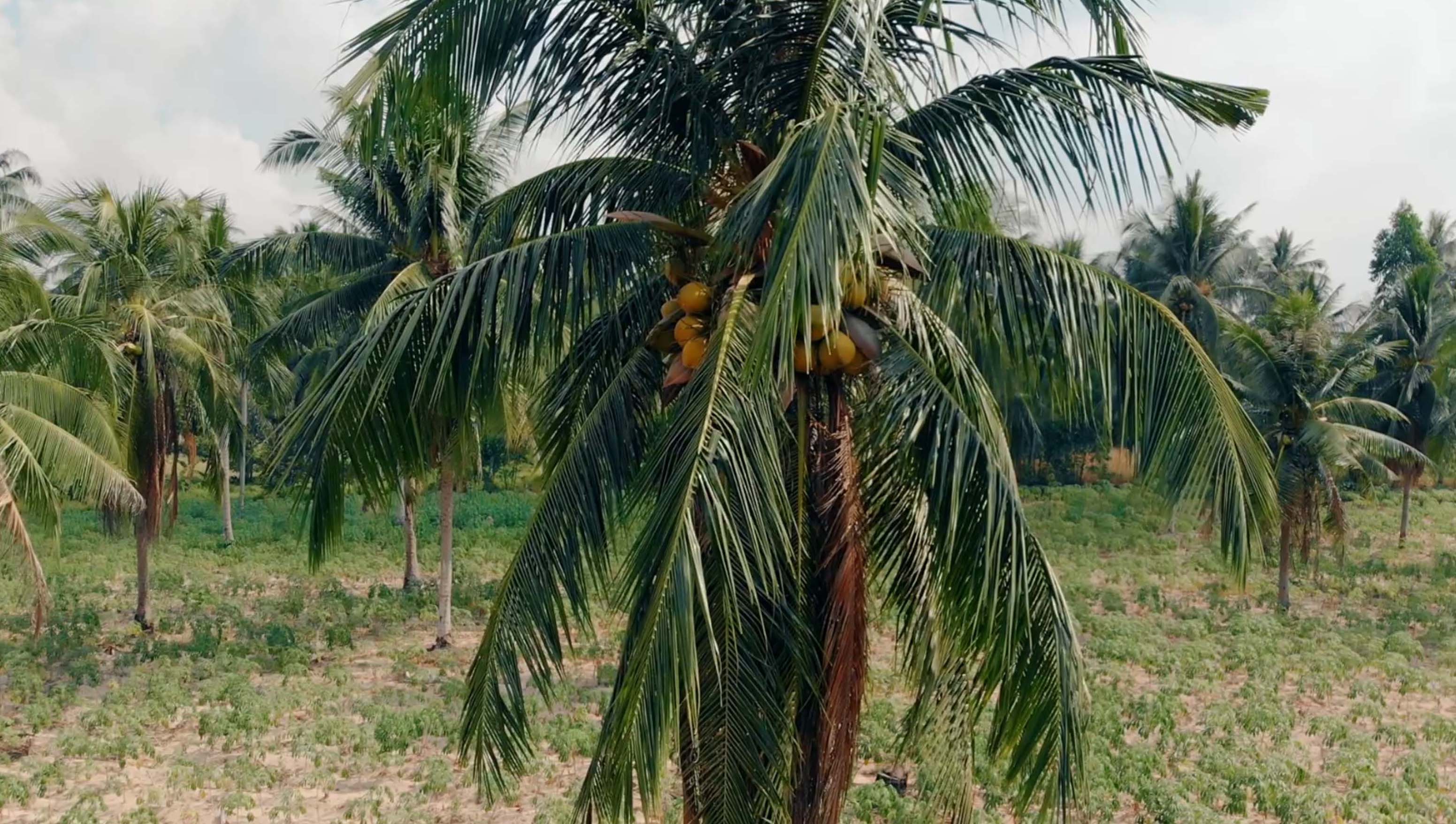 Agri