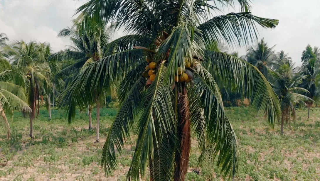 കാർഷിക മേഖല