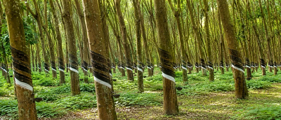 റബ്ബര്‍