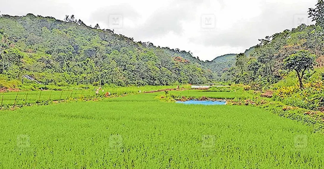 കുഞ്ചിപ്പെട്ടി പാടശേഖരം