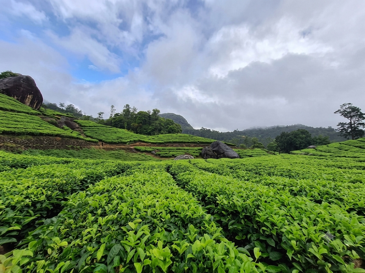 വിരിപാറ തേയിലത്തോട്ടം
