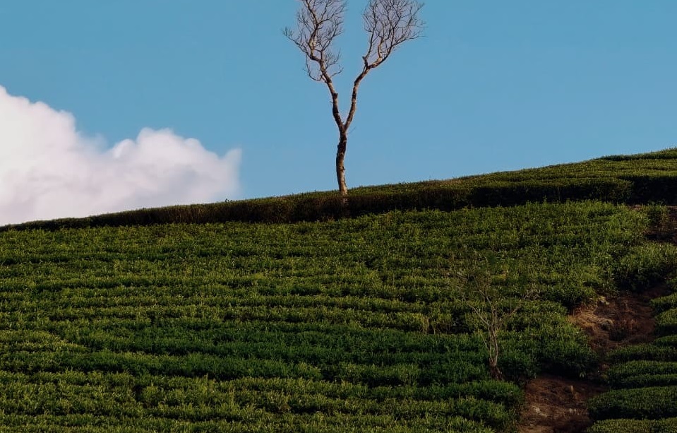 tea plantation