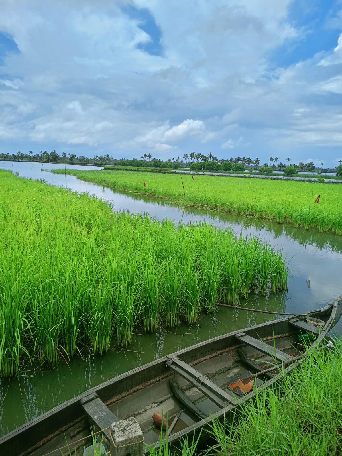പൊക്കാളിപ്പാടം