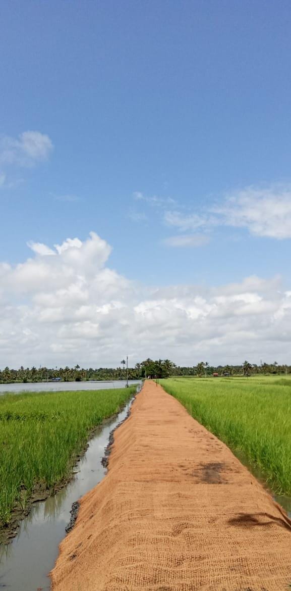 ഏഴിക്കരയിലെ പാടങ്ങൾ