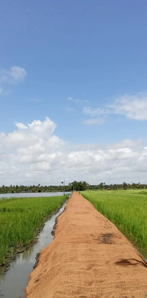 പാടങ്ങൾ