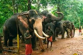 അഭയാരണ്യം