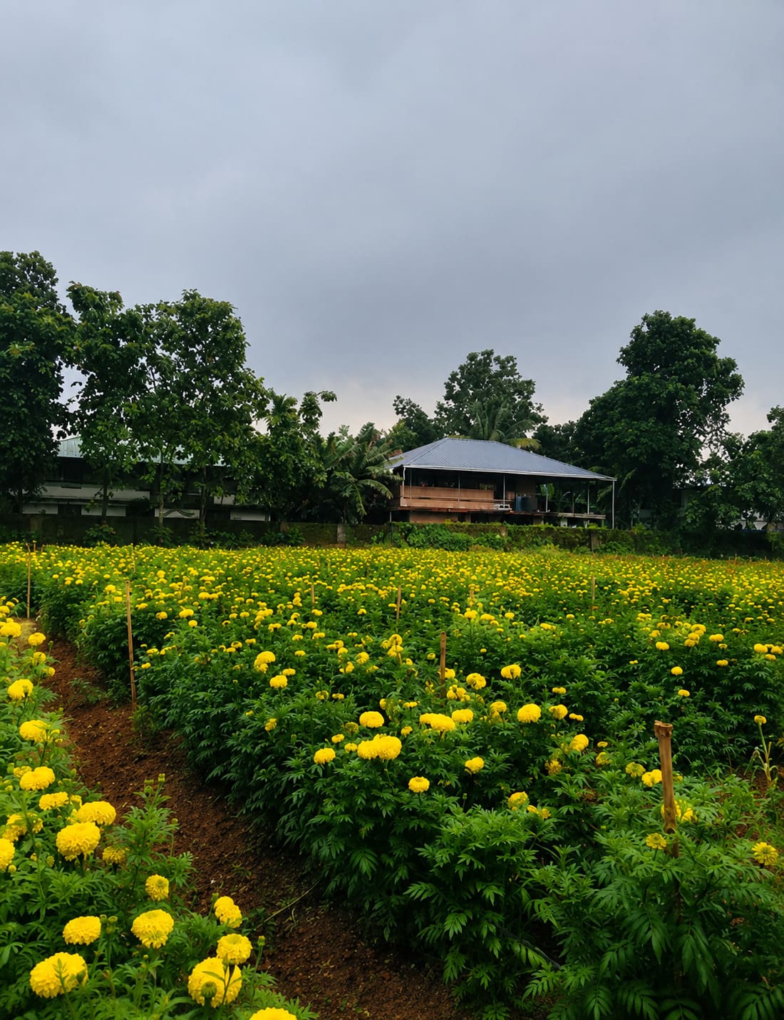 പൂകൃഷി 