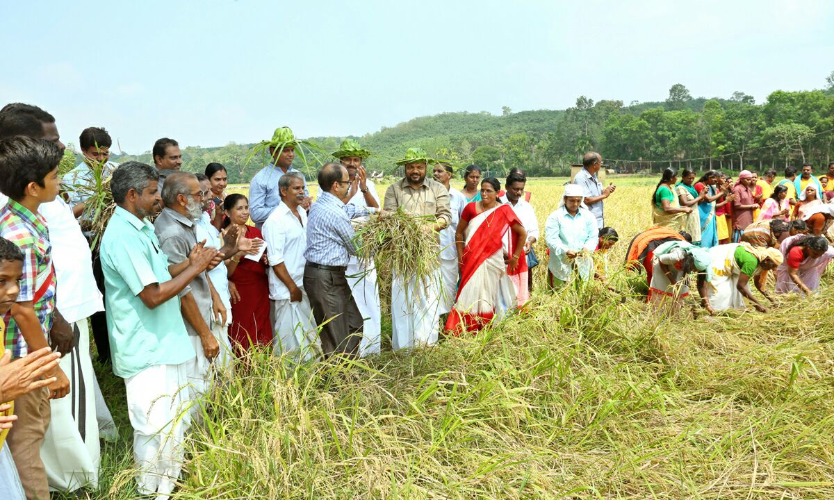 കൊയ്ത്ത് ഉത്സവം