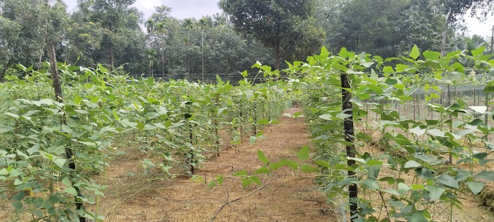 കൃഷി