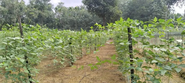 കൃഷി