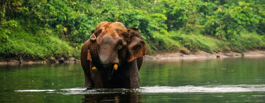 കുട്ടമ്പുഴയും വന്യജീവികളും