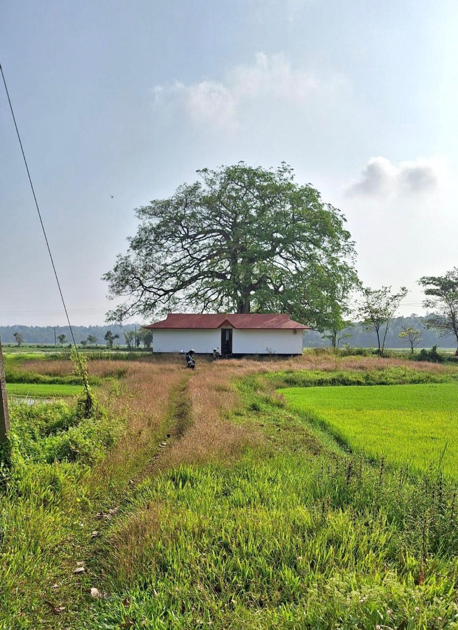 താഴഞ്ചിറ പാടം