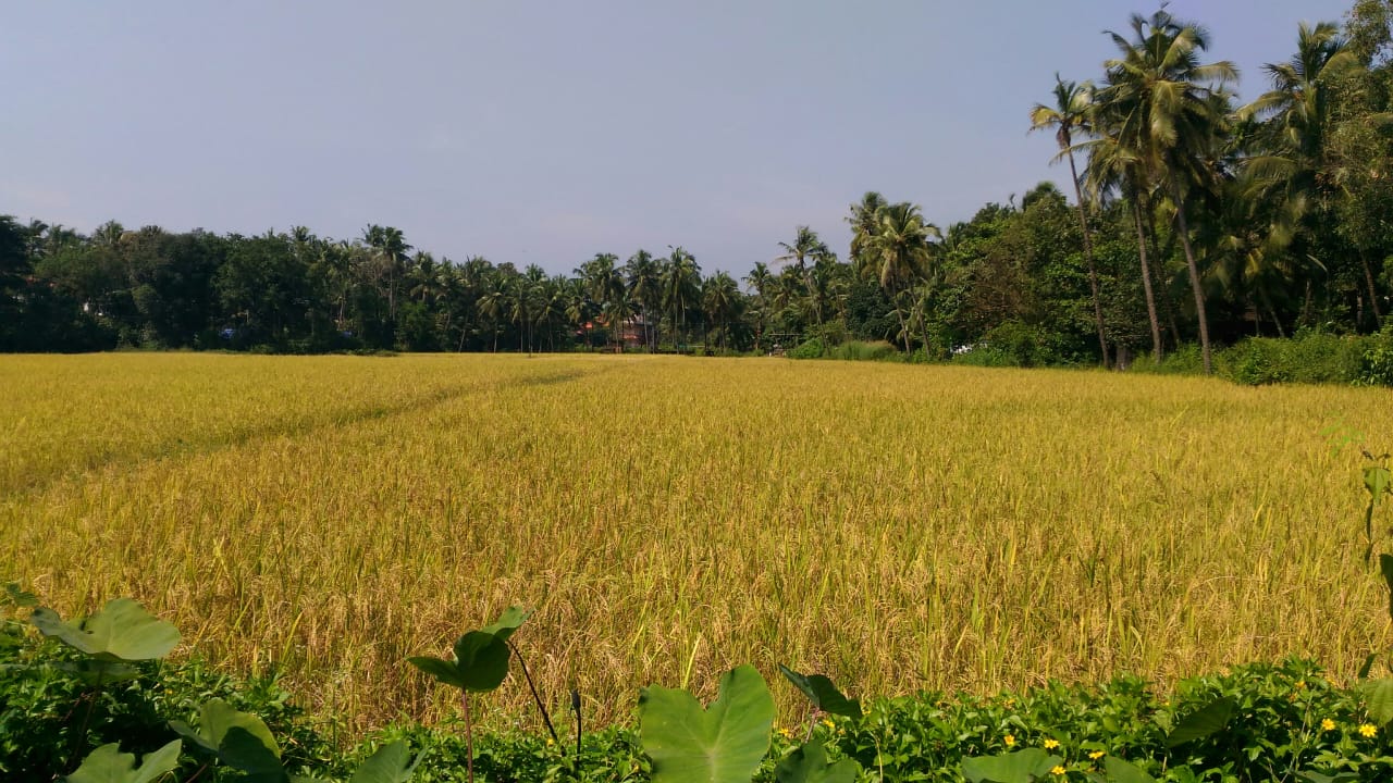 നെല്‍കൃഷി