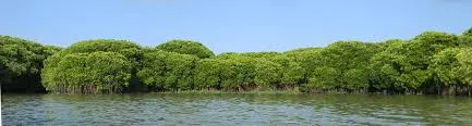 ചേറ്റുവ പുഴ