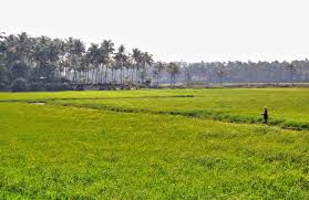 കോള്‍ പാടം
