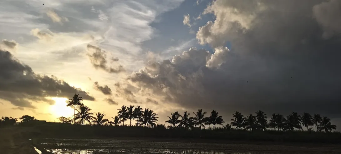 മനക്കൊടി - പുള്ള്  പാടം