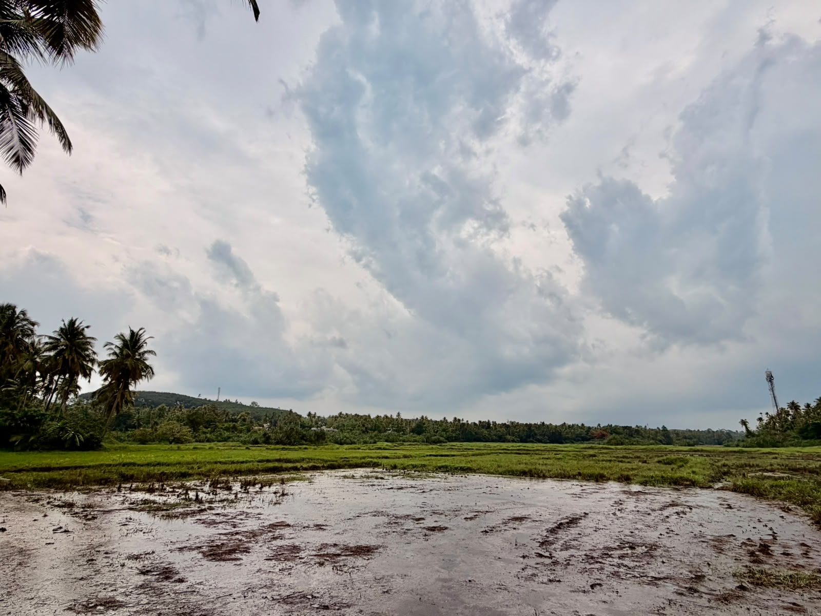 ആലഞ്ചേരിപ്പാടം