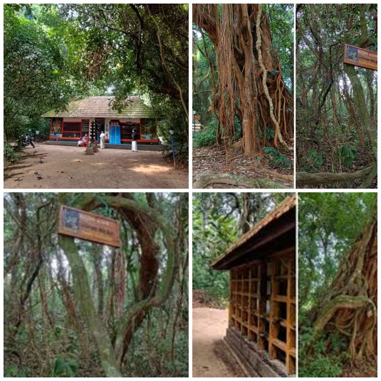 ശംഖുകുളങ്ങര കാവ്