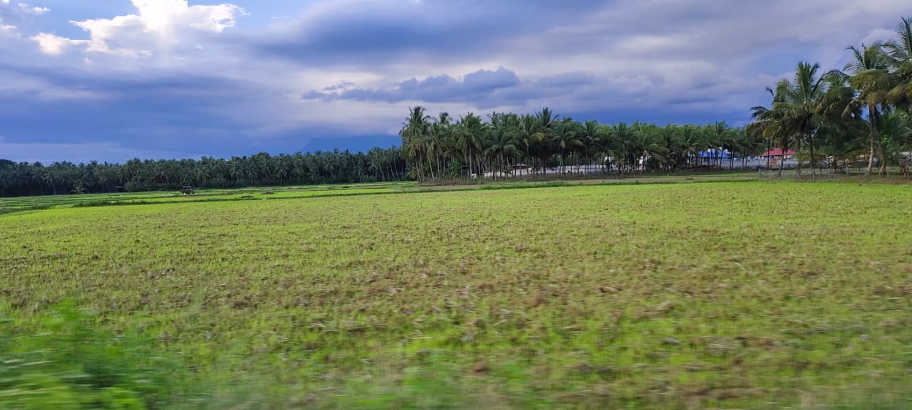 കോട്ടായി ഗ്രാമപഞ്ചായത്ത് - വലിയമ്മക്കാവ് പാടശേഖരം 