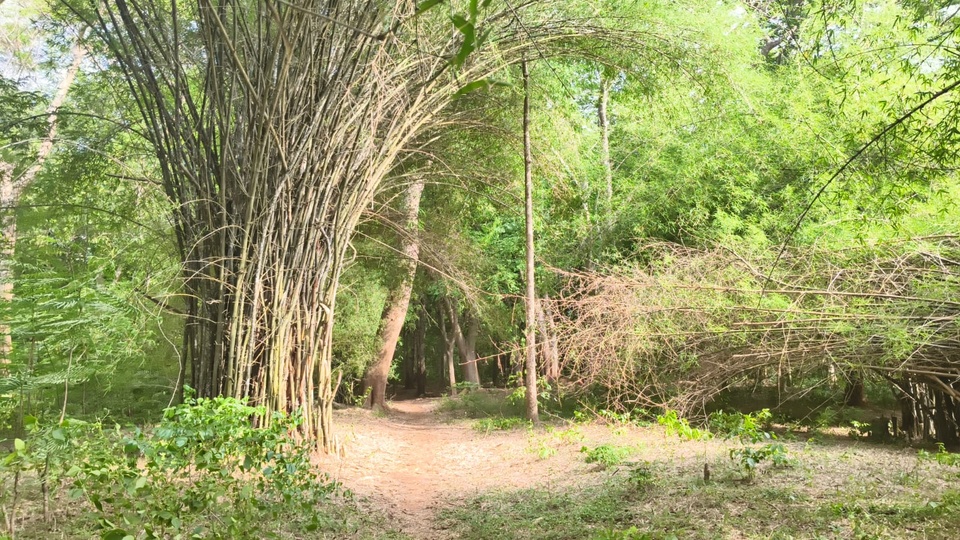 ചൂലനൂർ മയിൽ സങ്കേതം