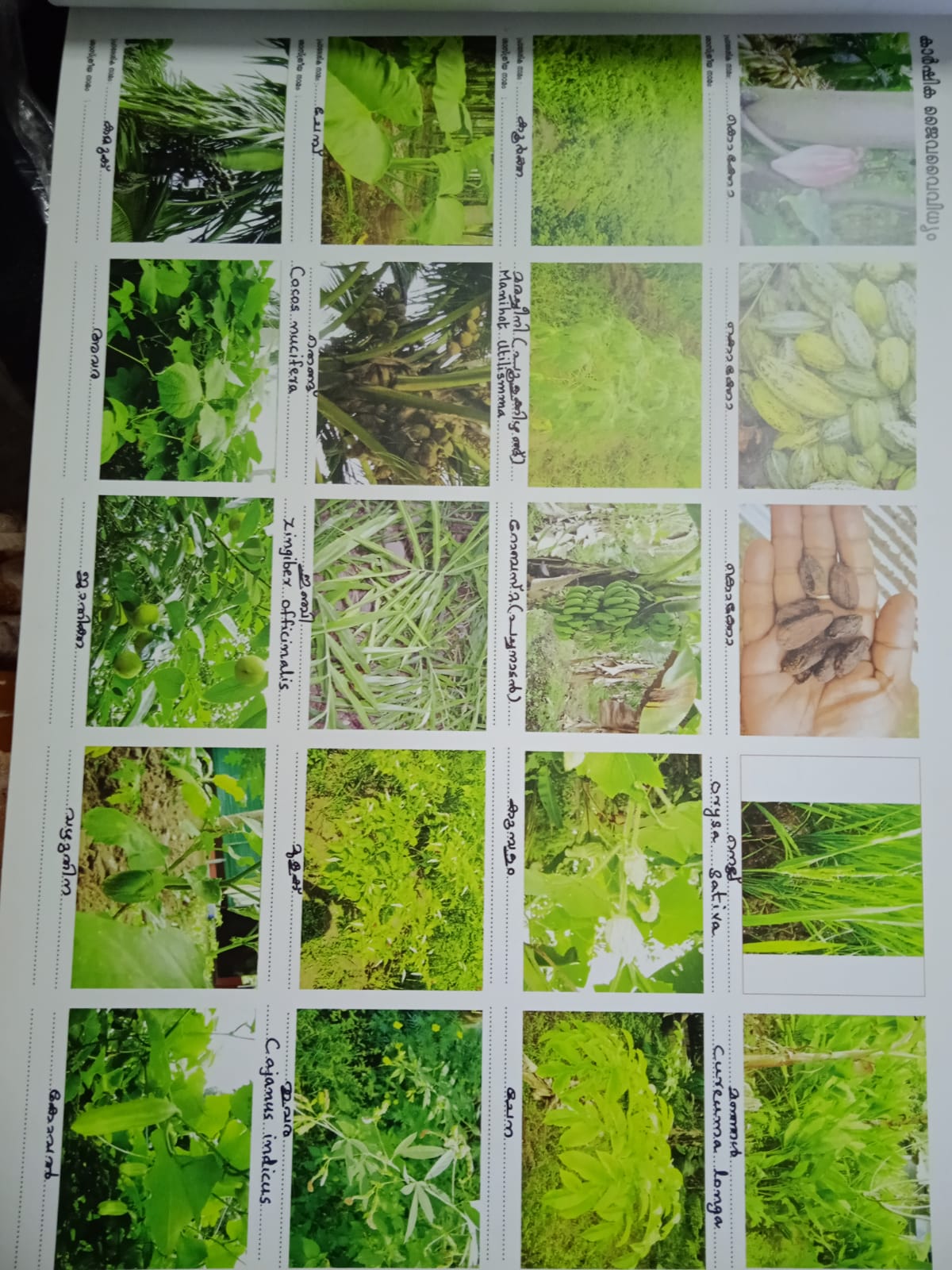 കാർഷിക ജൈവവൈവിധ്യം