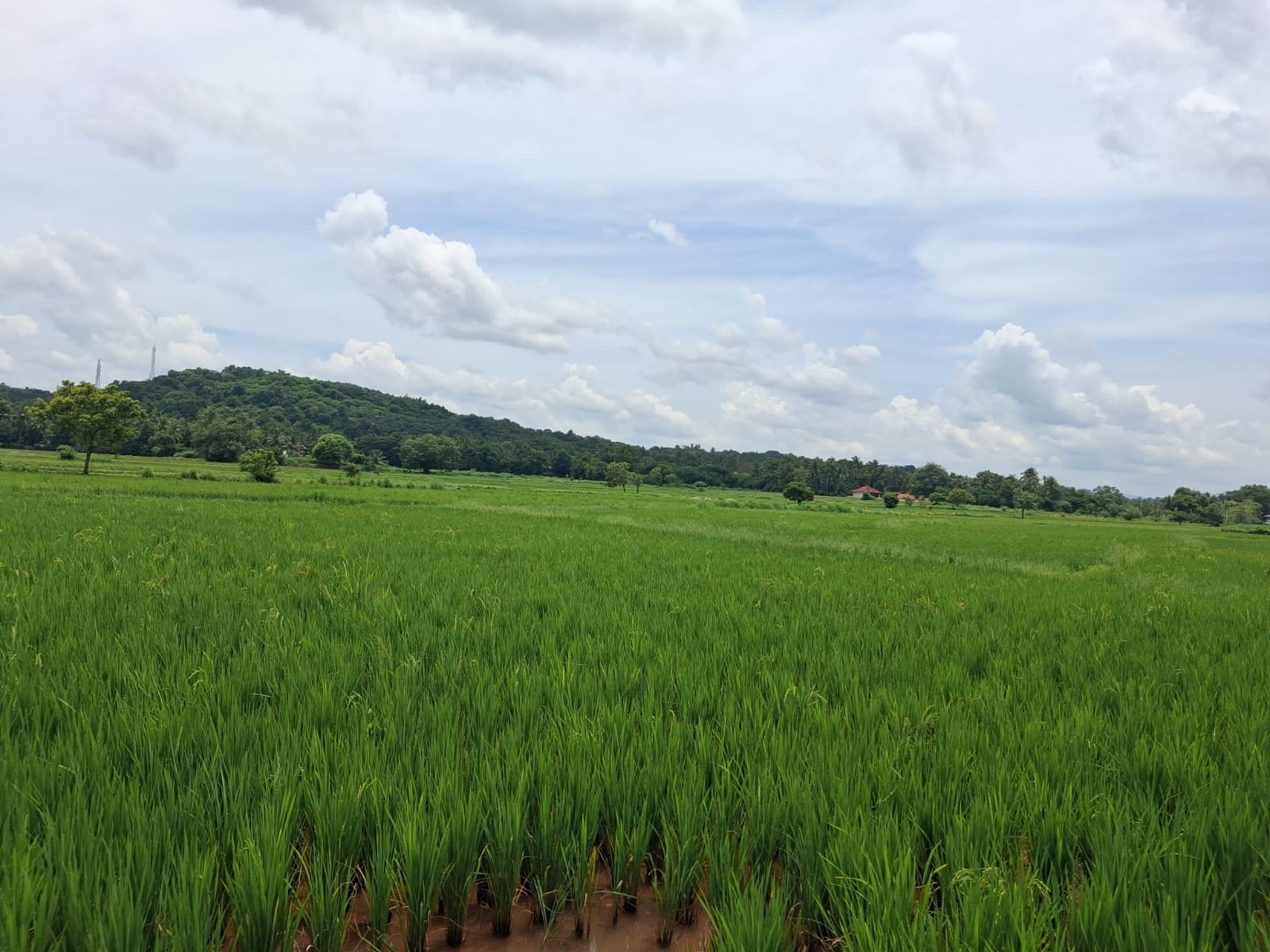 പാടശേഖരം