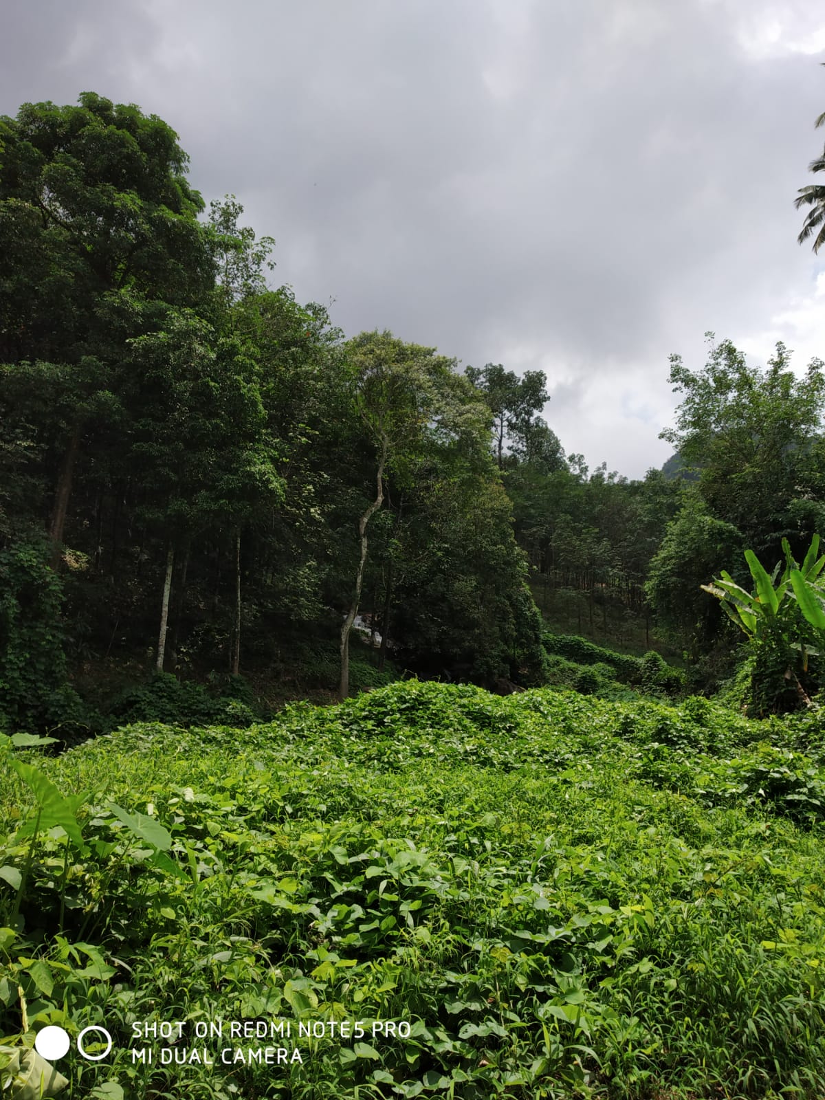 karuvarakundu