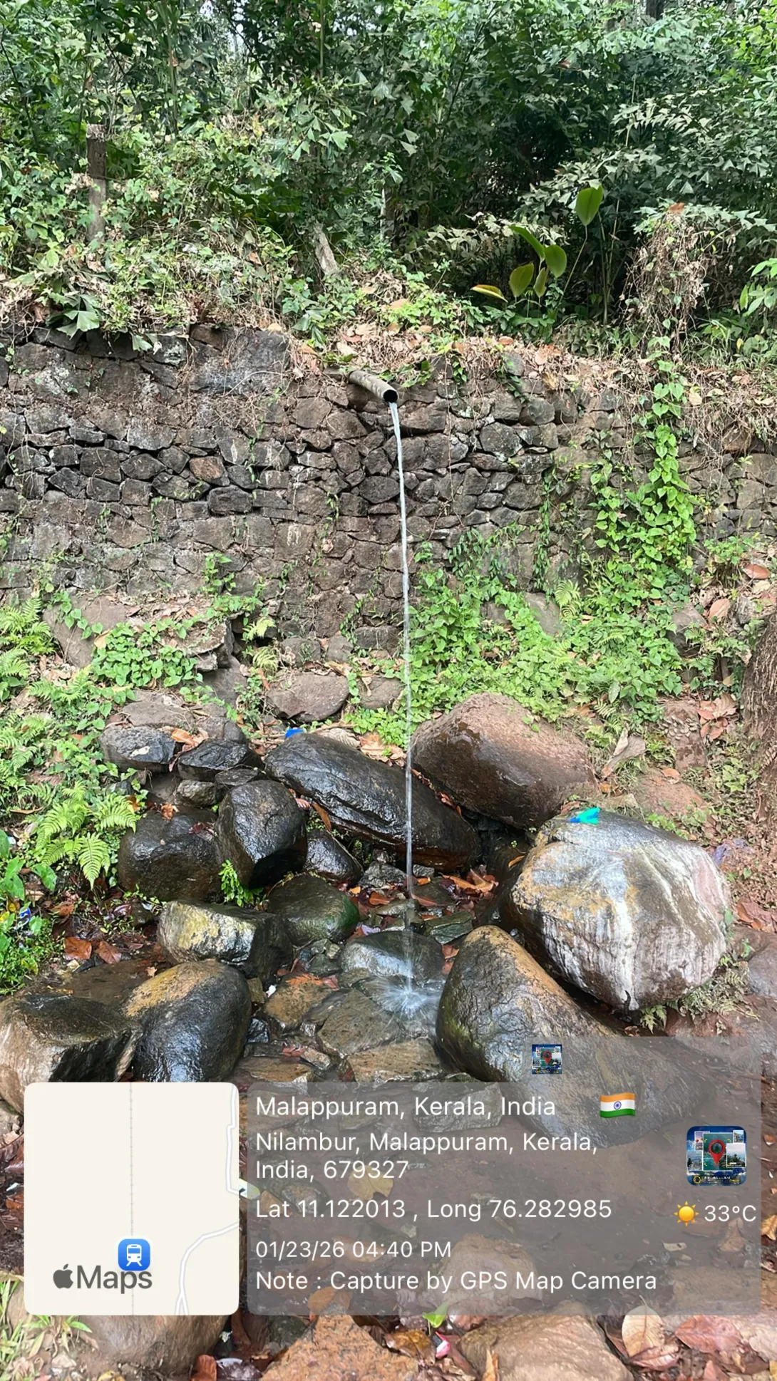 പായിപ്പുല്ല് ചോല