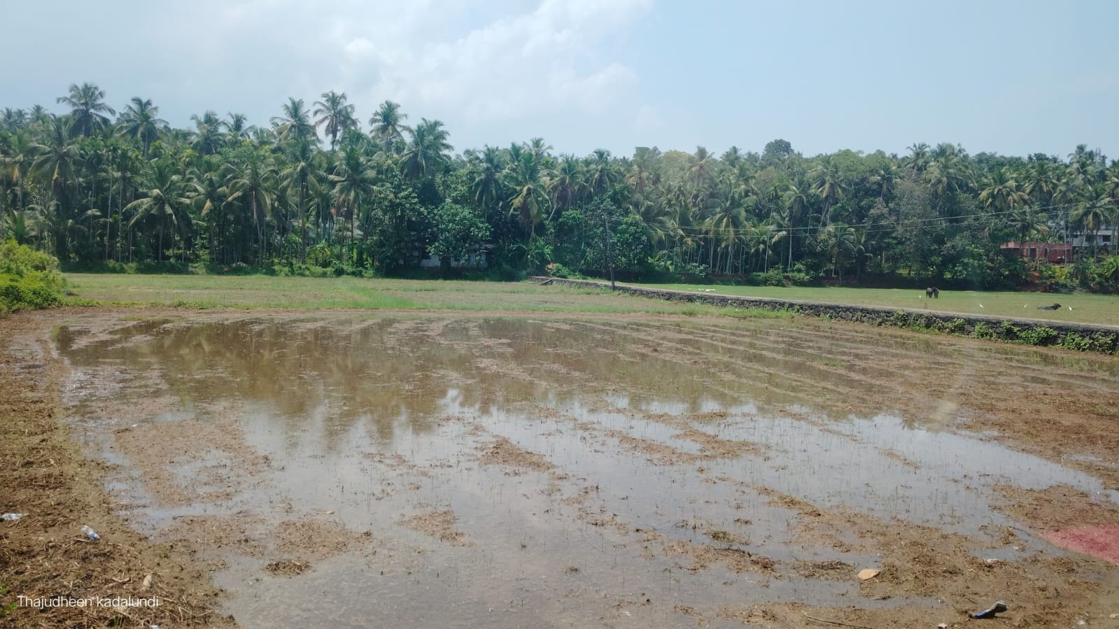 കൊളക്കാട്ടുചാലി പ്രദേശം
