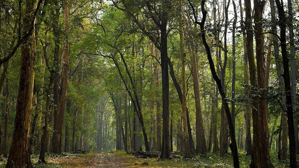 ചാലിയപുറം റിസർവ് ഫോറസ്റ്റ്