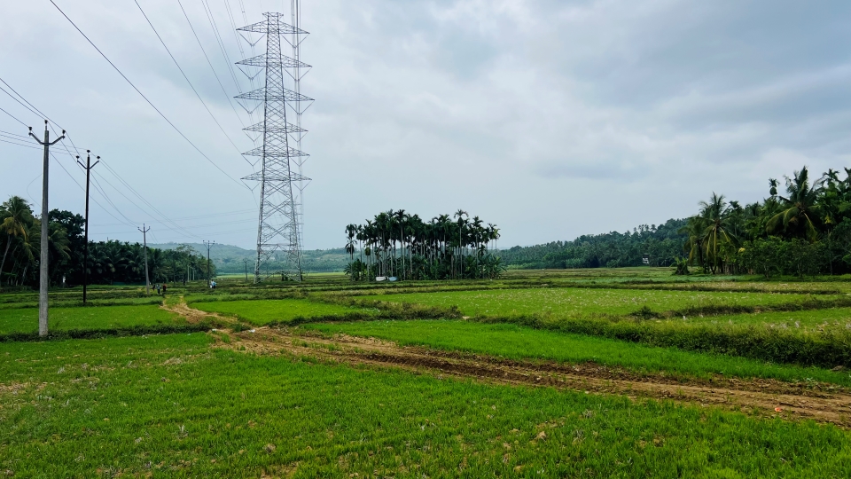 പുലാമന്തോള്‍ പാടം