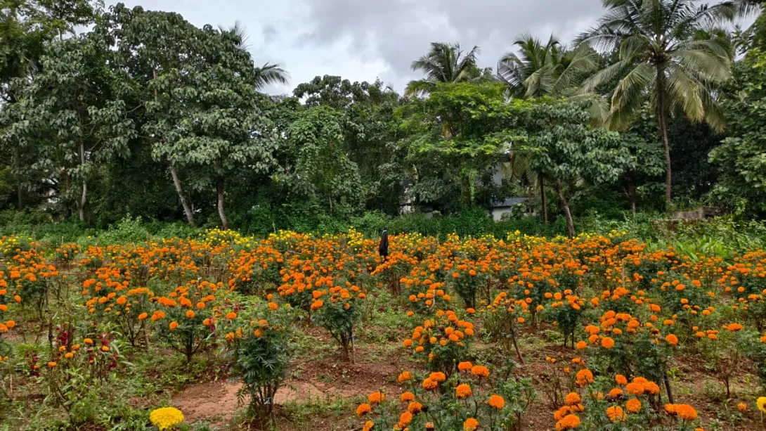 മല്ലിക കൃഷി