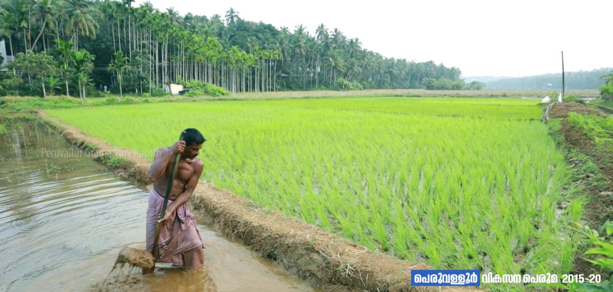 പാടങ്ങൾ