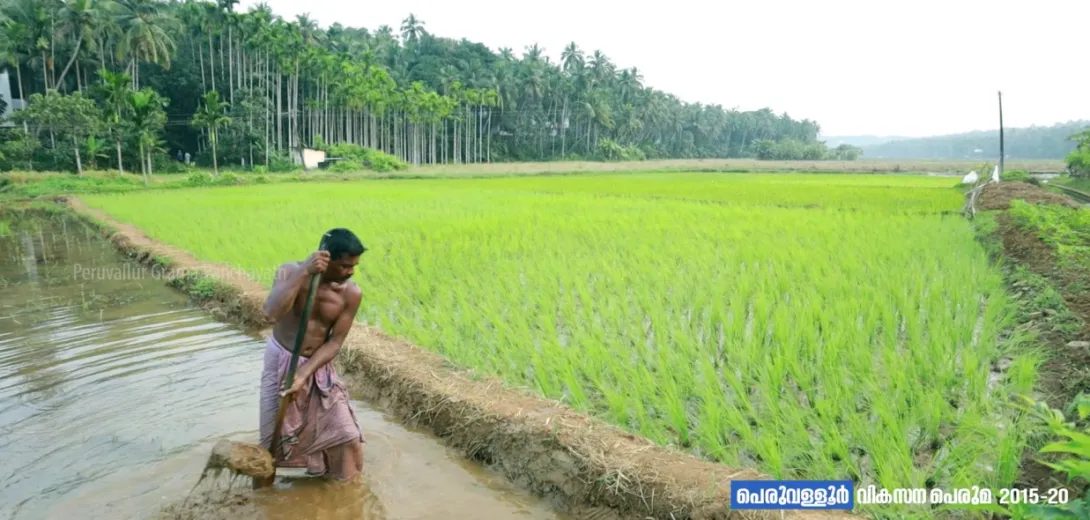 പാടങ്ങൾ