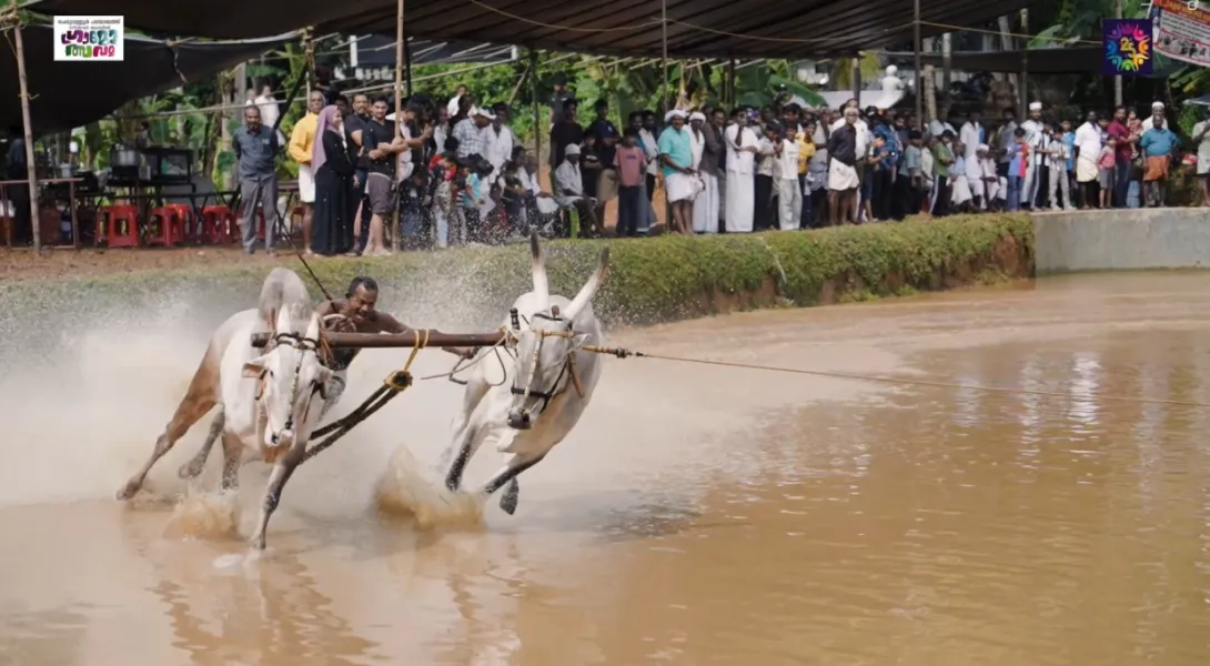 കാളപ്പൂട്ട്