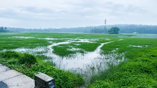 അരീക്കാട് പാടം