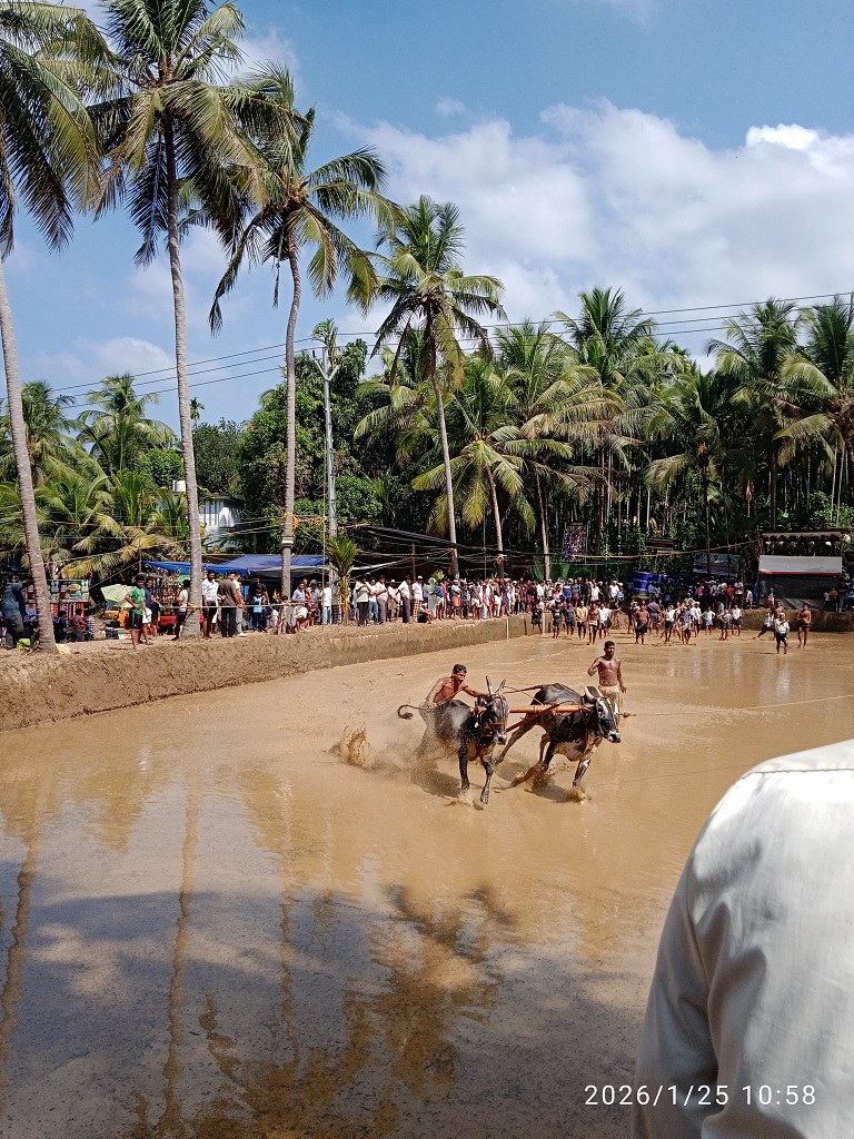 കാളപ്പൂട്ട്