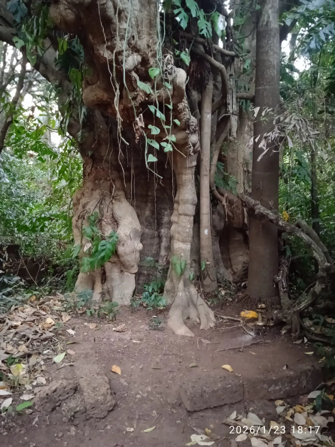 കാവ്