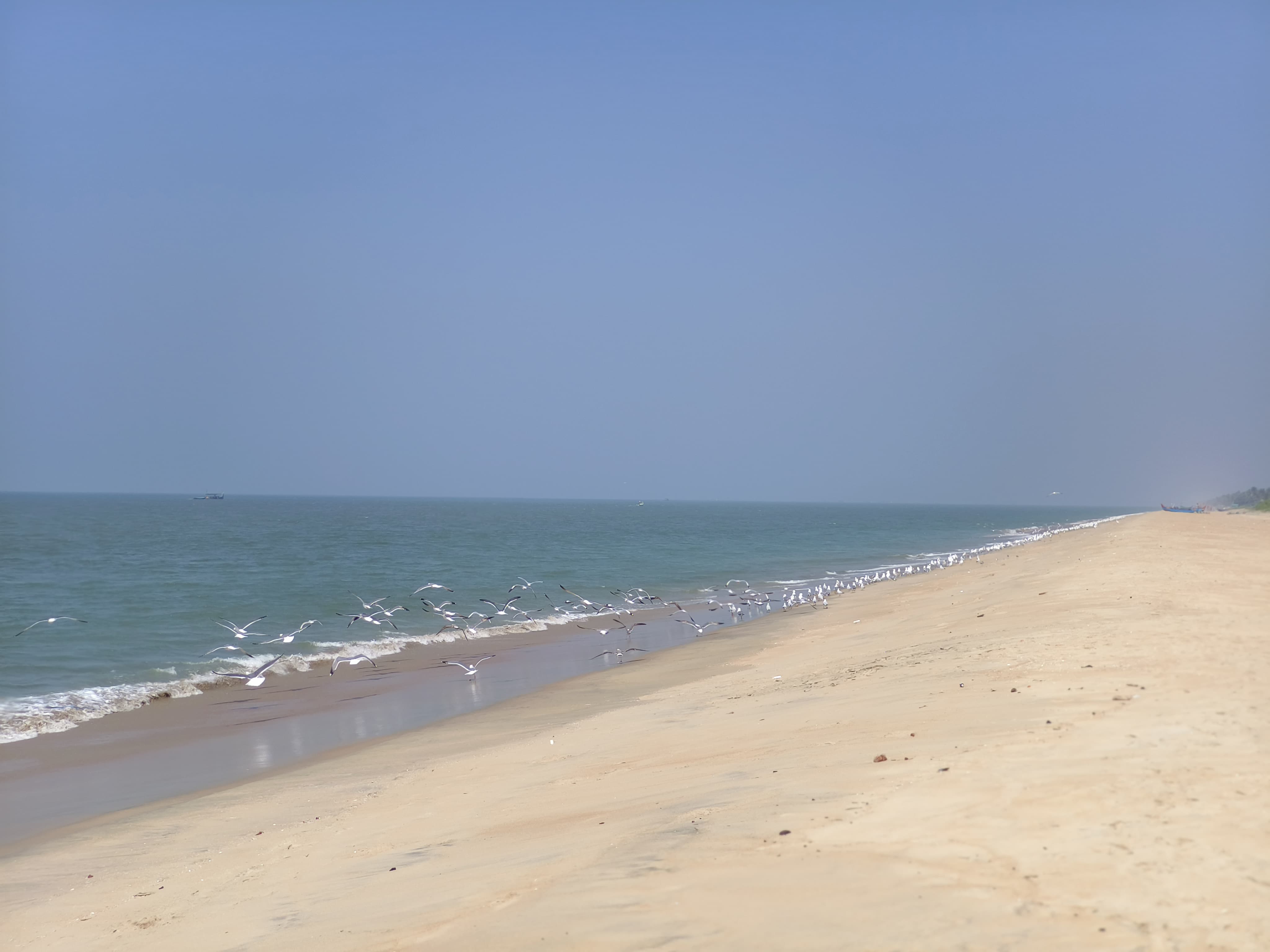 ബീച്ച്