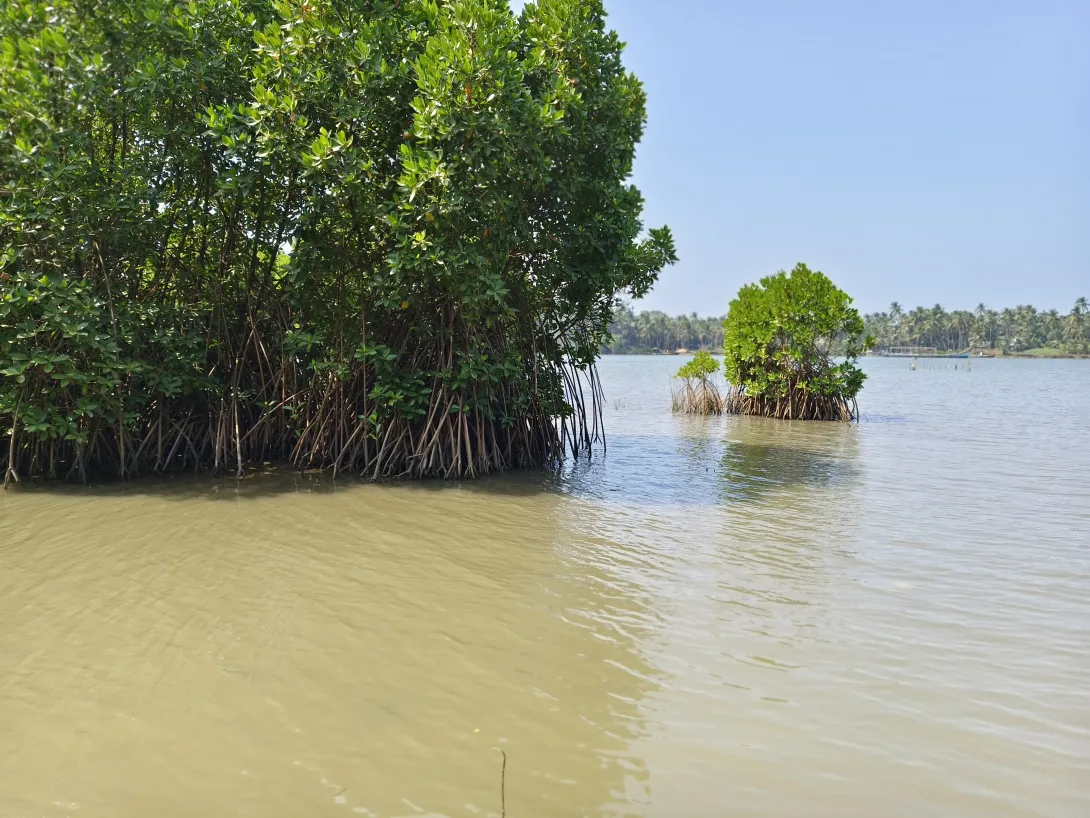 കണ്ടൽ കാട്