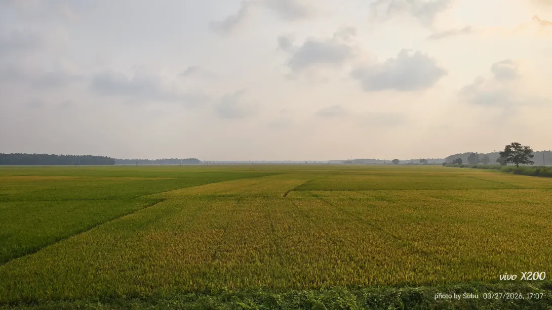 പാടശേഖരം