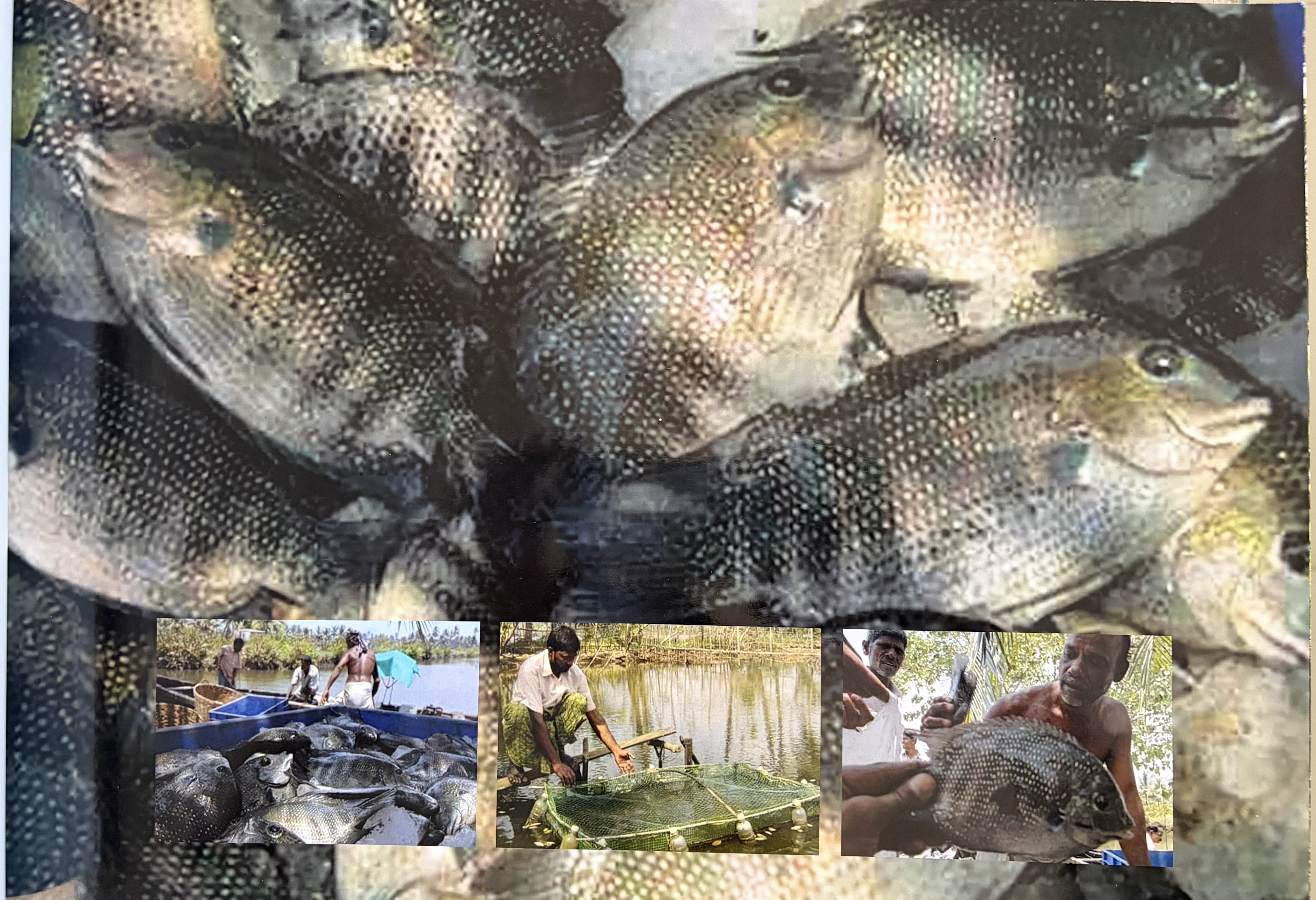 Inland Fishing 