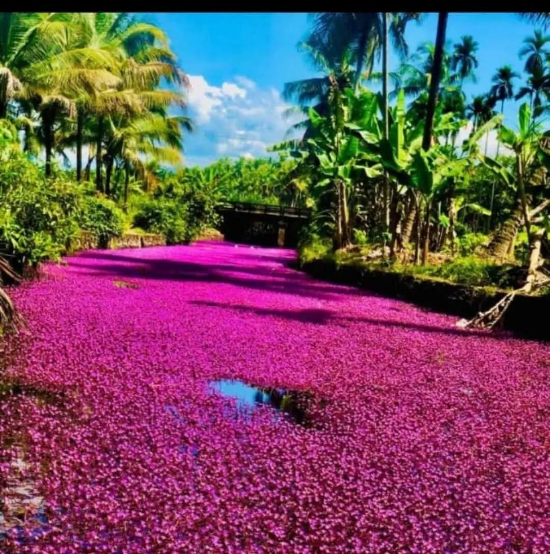 ആവള പാണ്ടി 