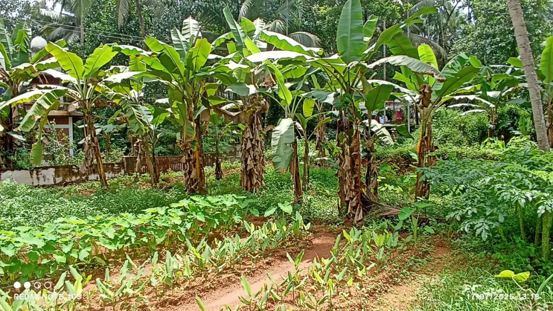 കൃഷി