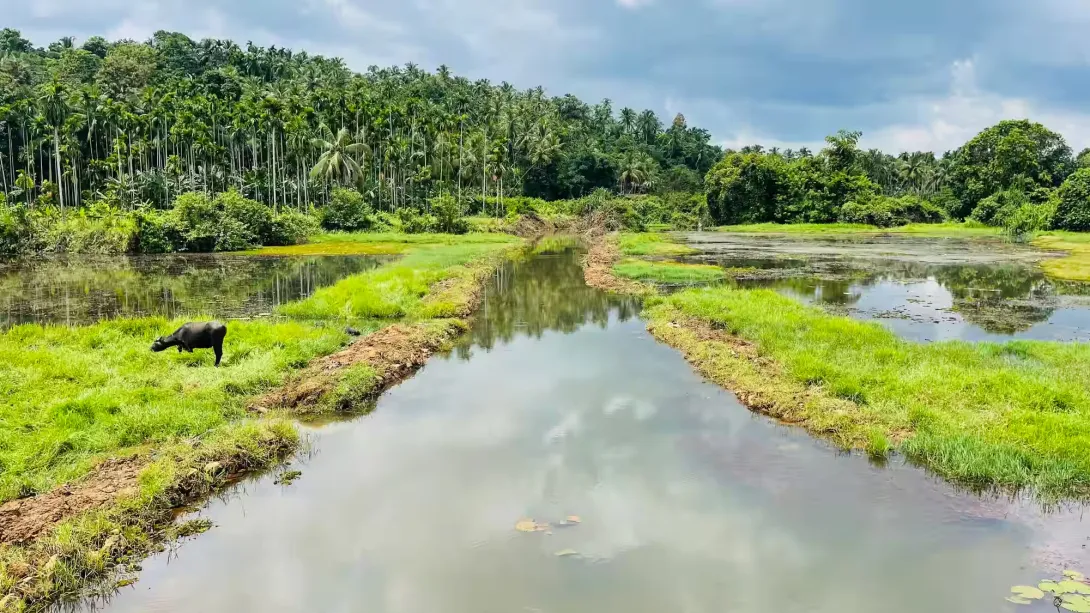സങ്കേതം വയൽ